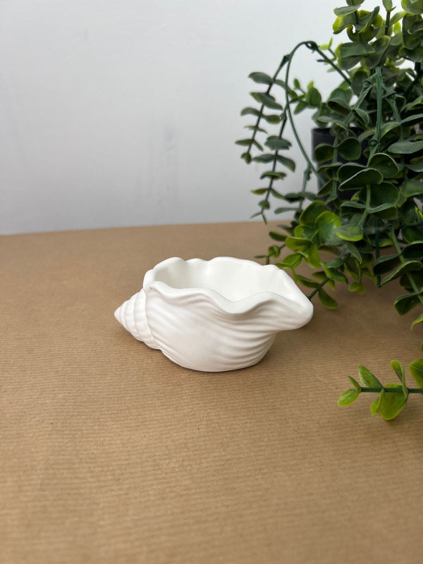 صدفة كونكريت